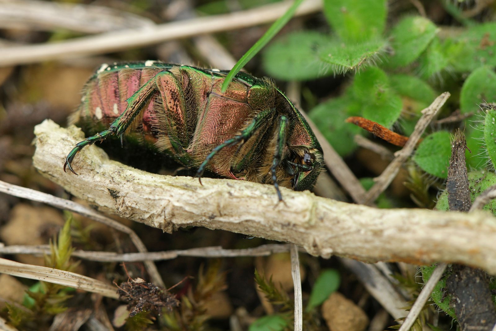 Cetonia aurata