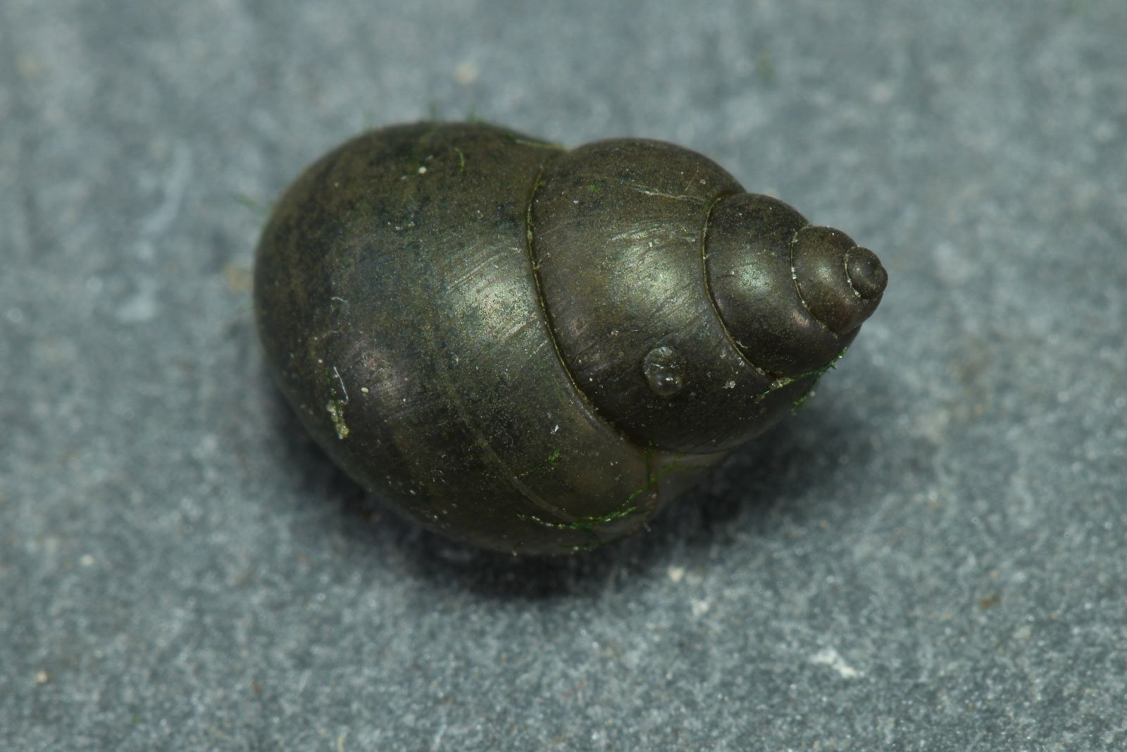 Bithynia tentaculata