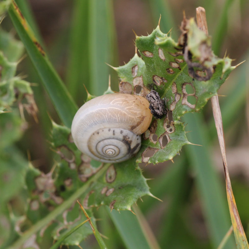 Carthusian Snail