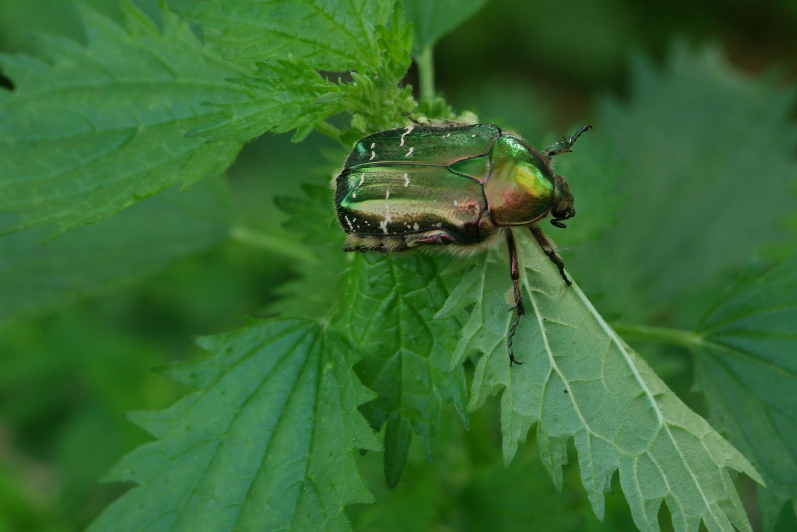 Cetonia aurata