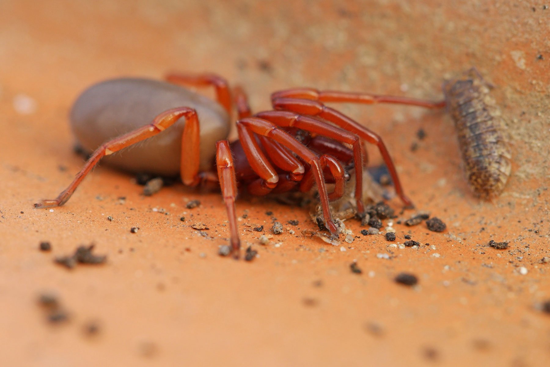 Dysdera crocata