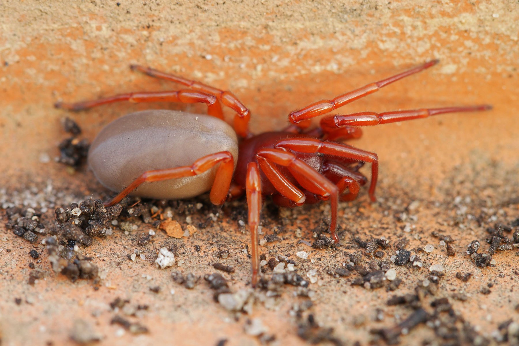 Dysdera crocata