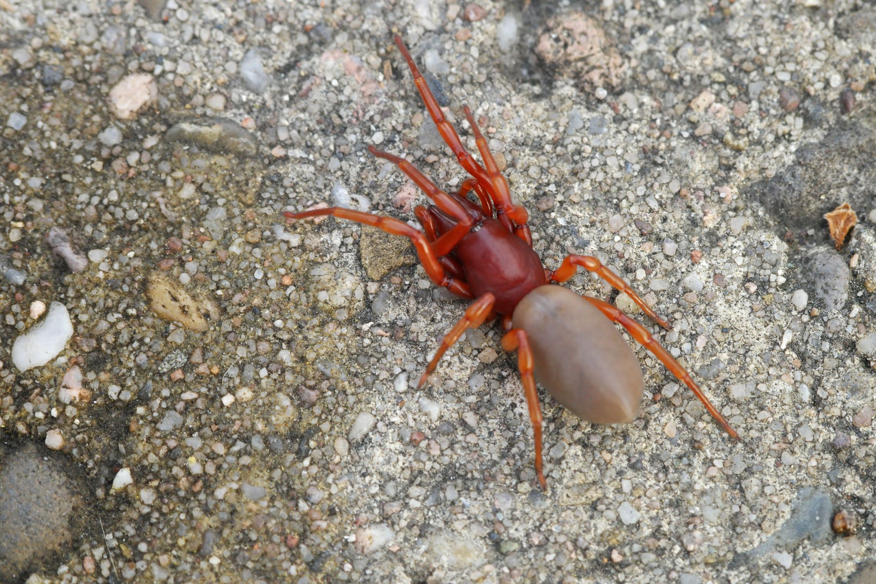 Dysdera crocata