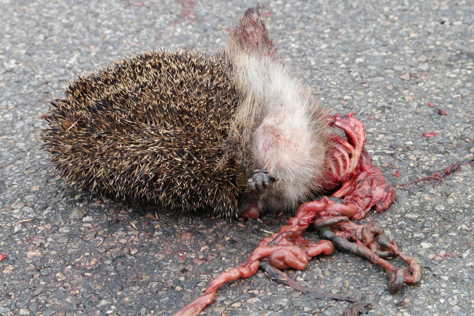 Erinaceus europaeus