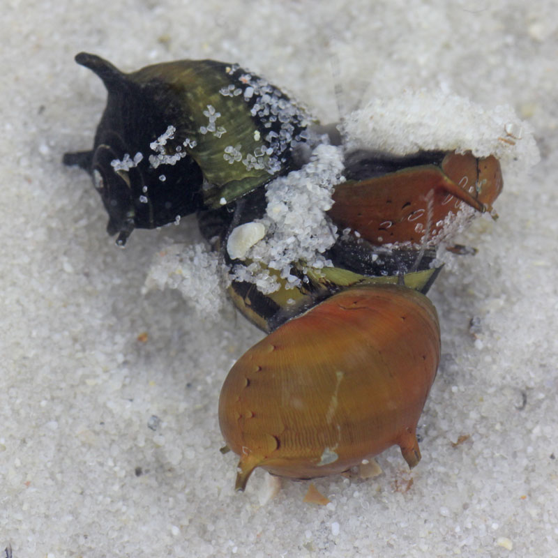 Horned-Nerite-Snails