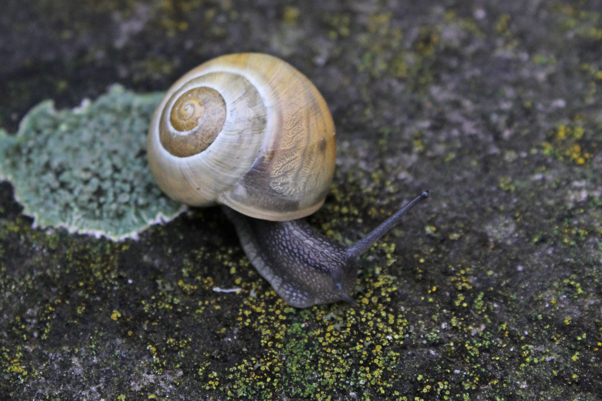 White-Lipped-Snail