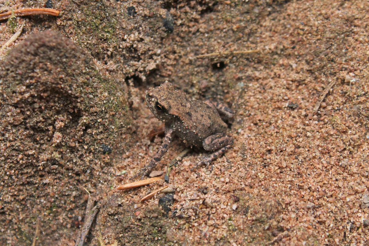 young-toad