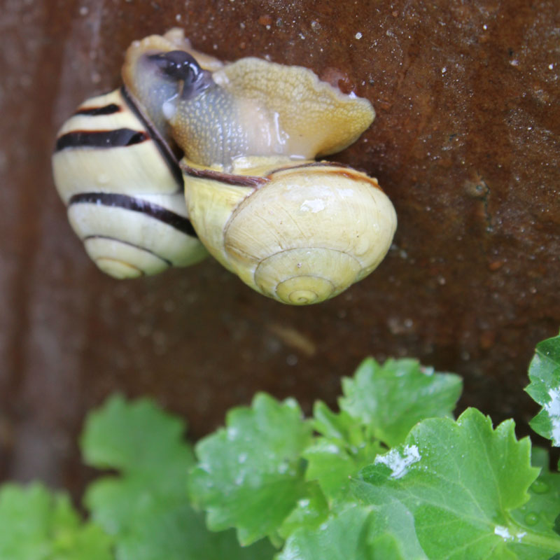 Brown-Lipped-Snails