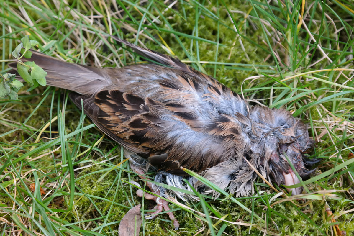 House Sparrow dead