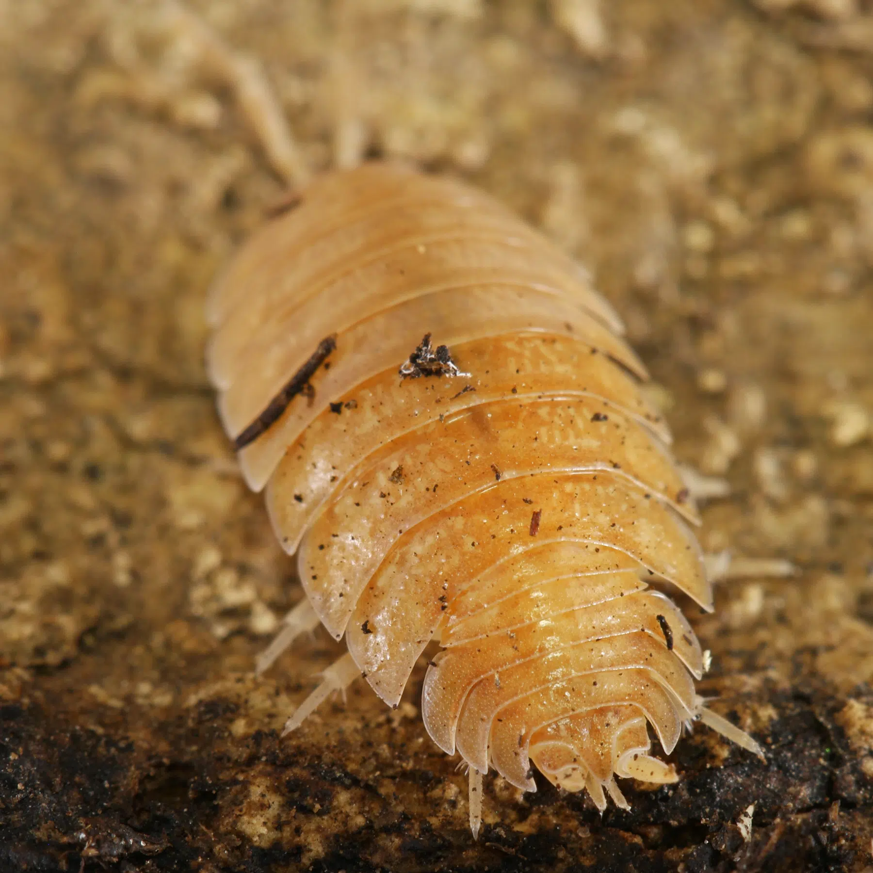 Rough Woodlouse Orange