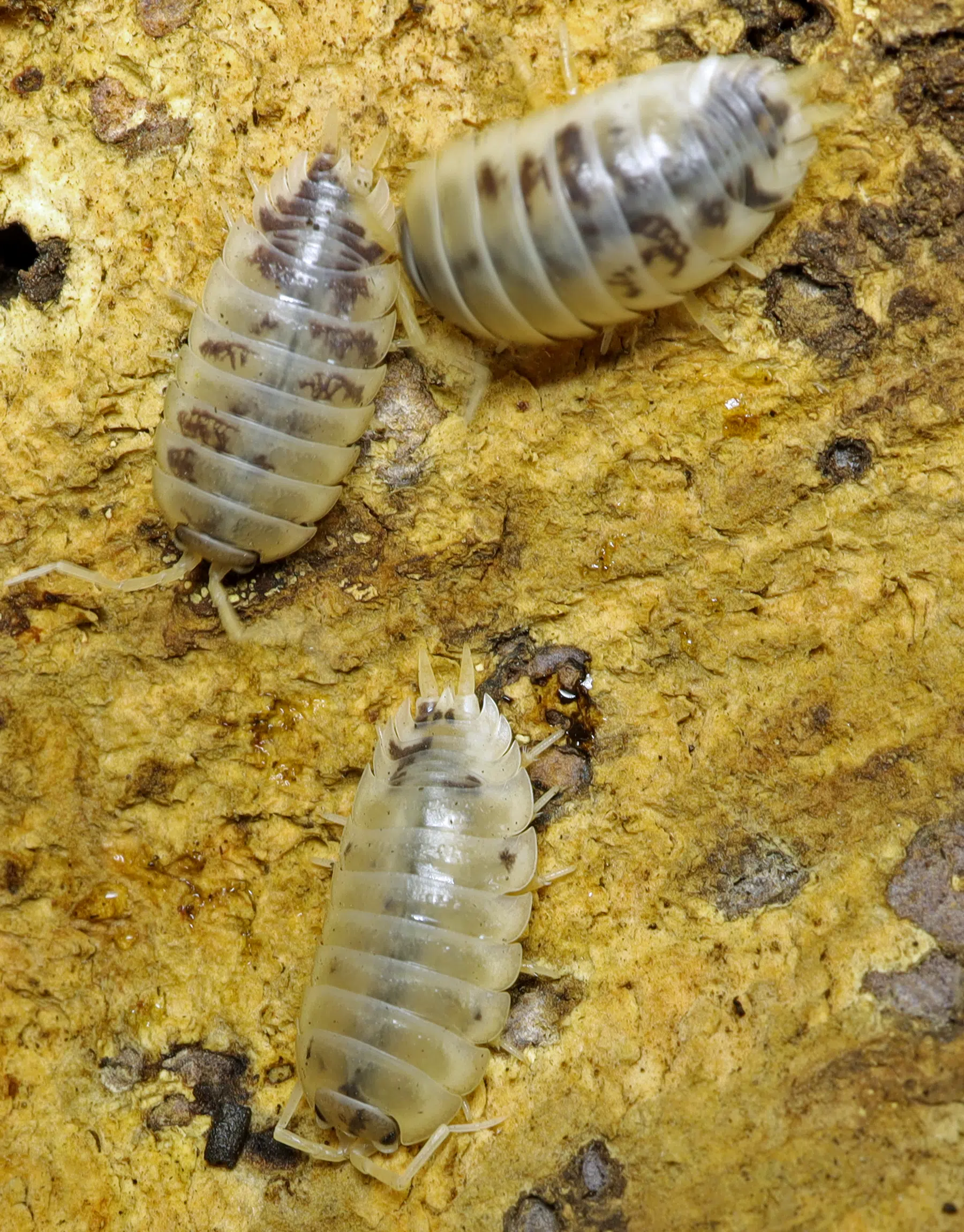Swift Woodlouses