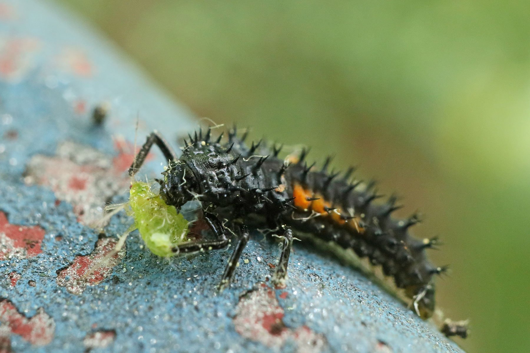 Asian Ladybeetle larva eating an aphid