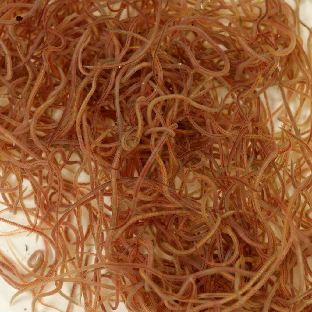 Blackworm, California Blackworm (Lumbriculus variegatus)