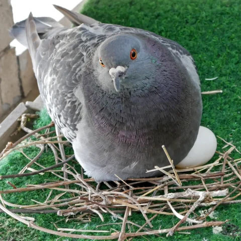 Domestic pigeon breeding on a balcony