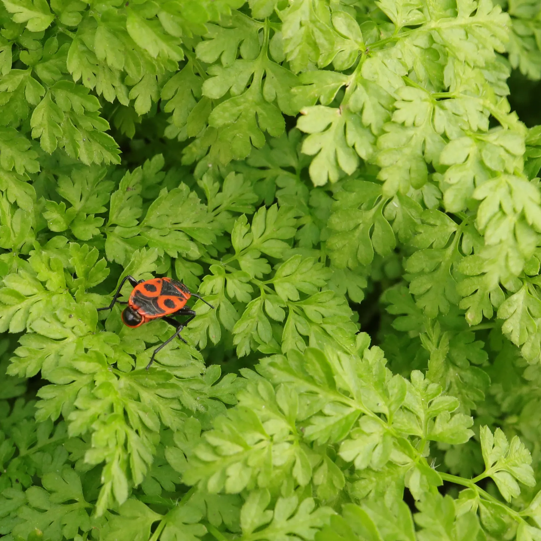 Firebug on Burr Chervil