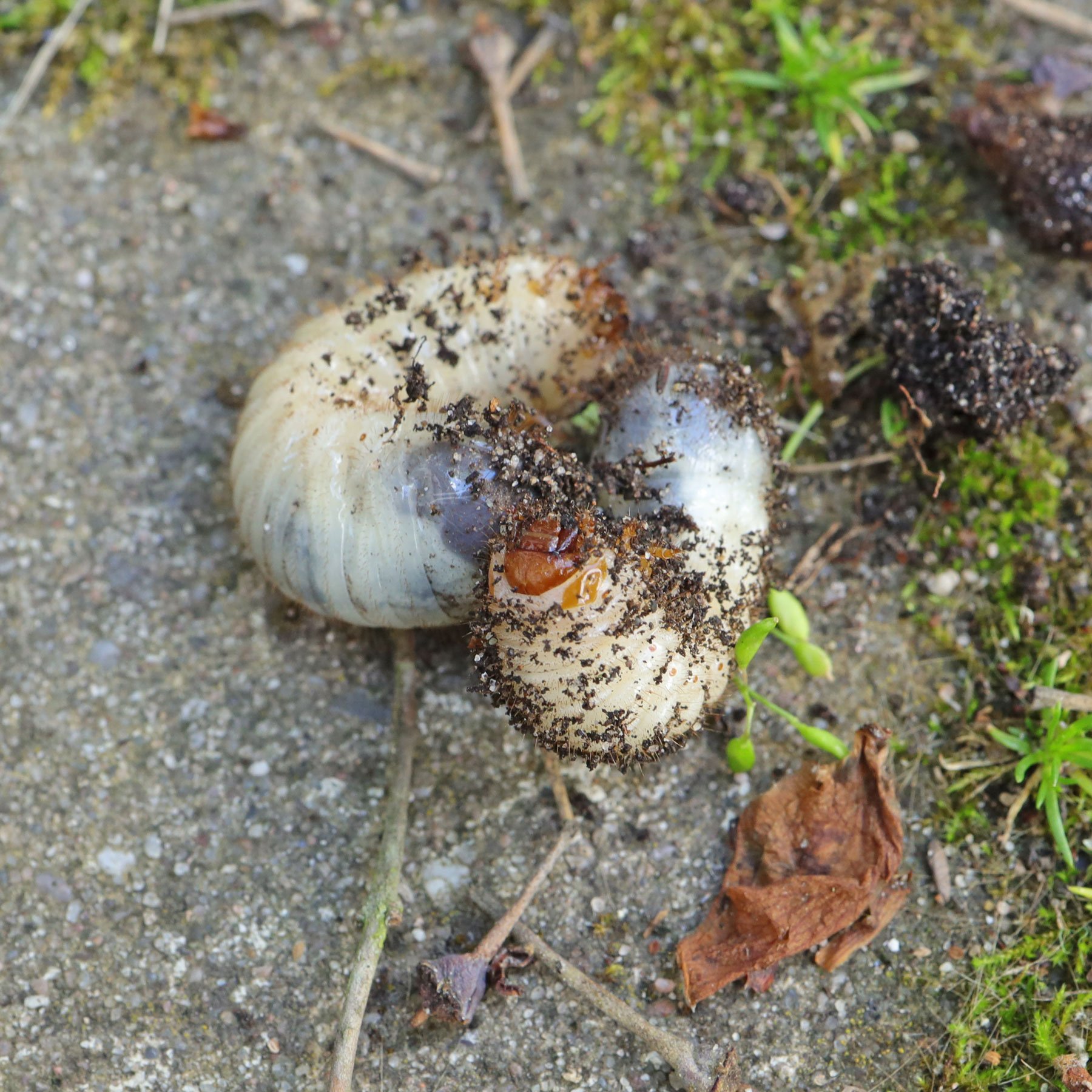 Rose Chafer larvas