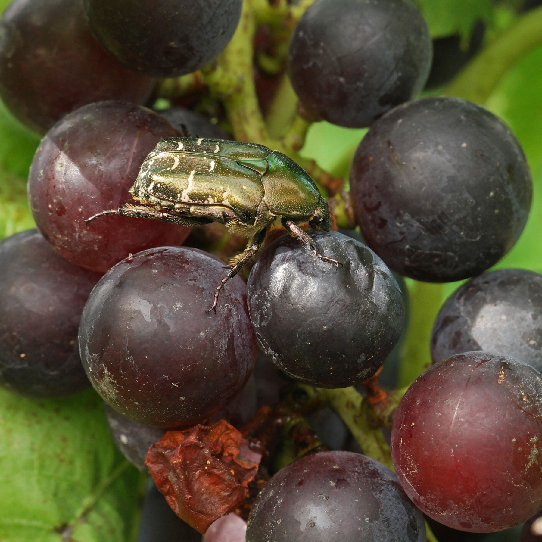 Rose Chafer on grapes
