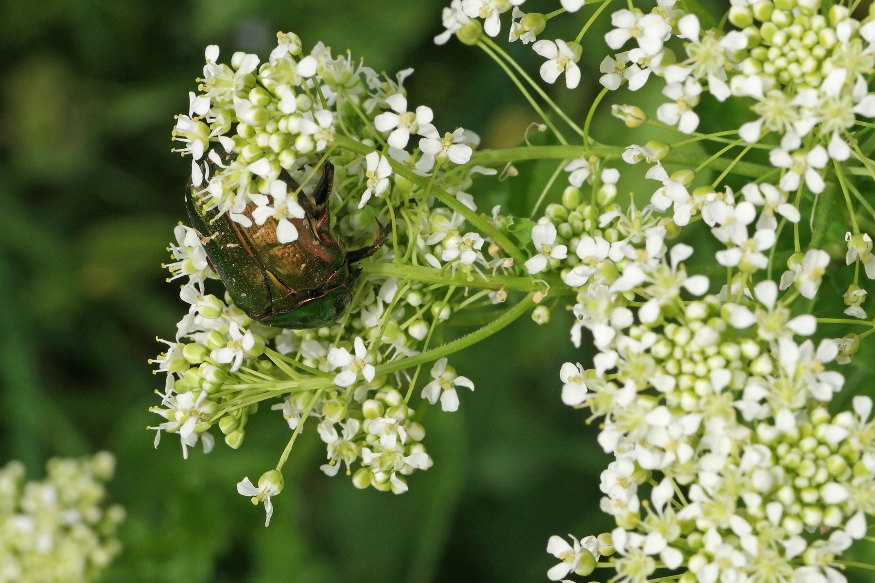 Rose Chafer