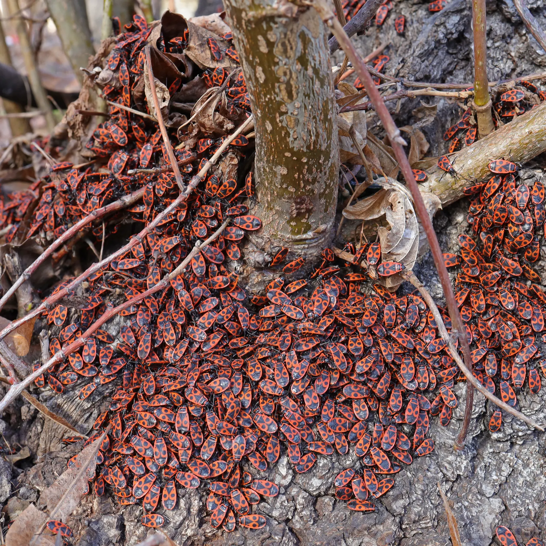 sunbathing Firebugs