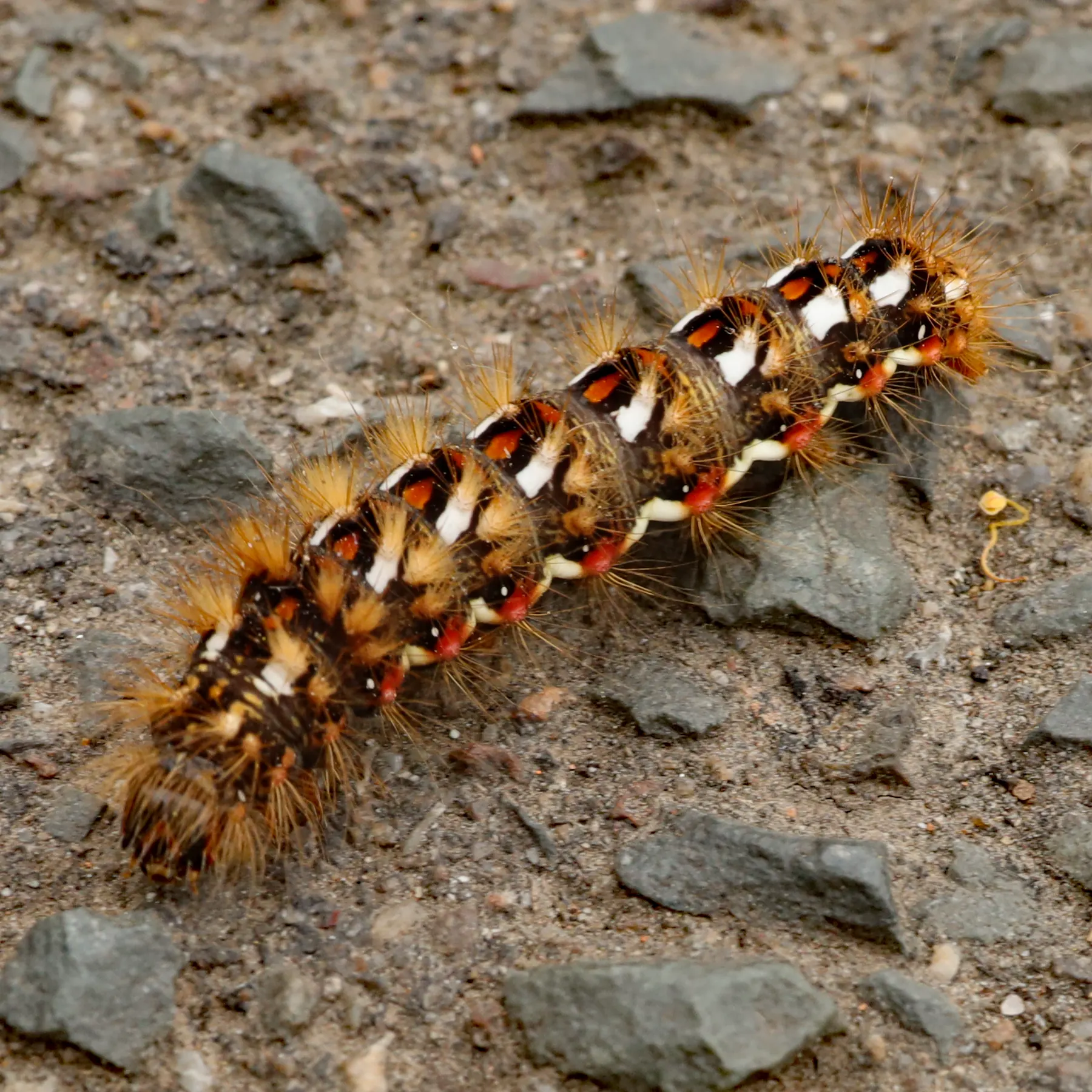 Acronicta rumicis Knot Grass Moth caterpillar