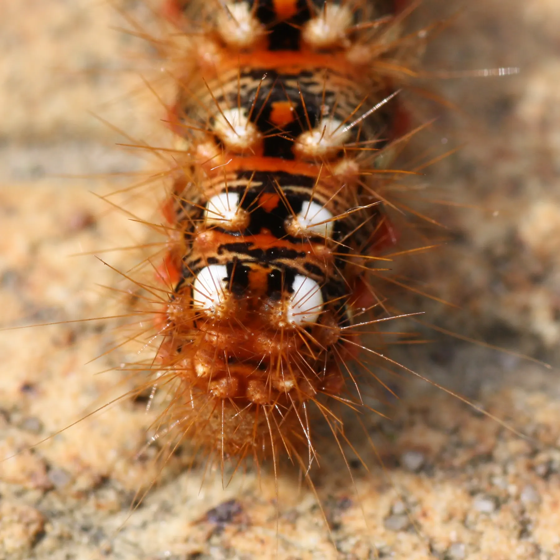 Acronicta rumicis caterpillar