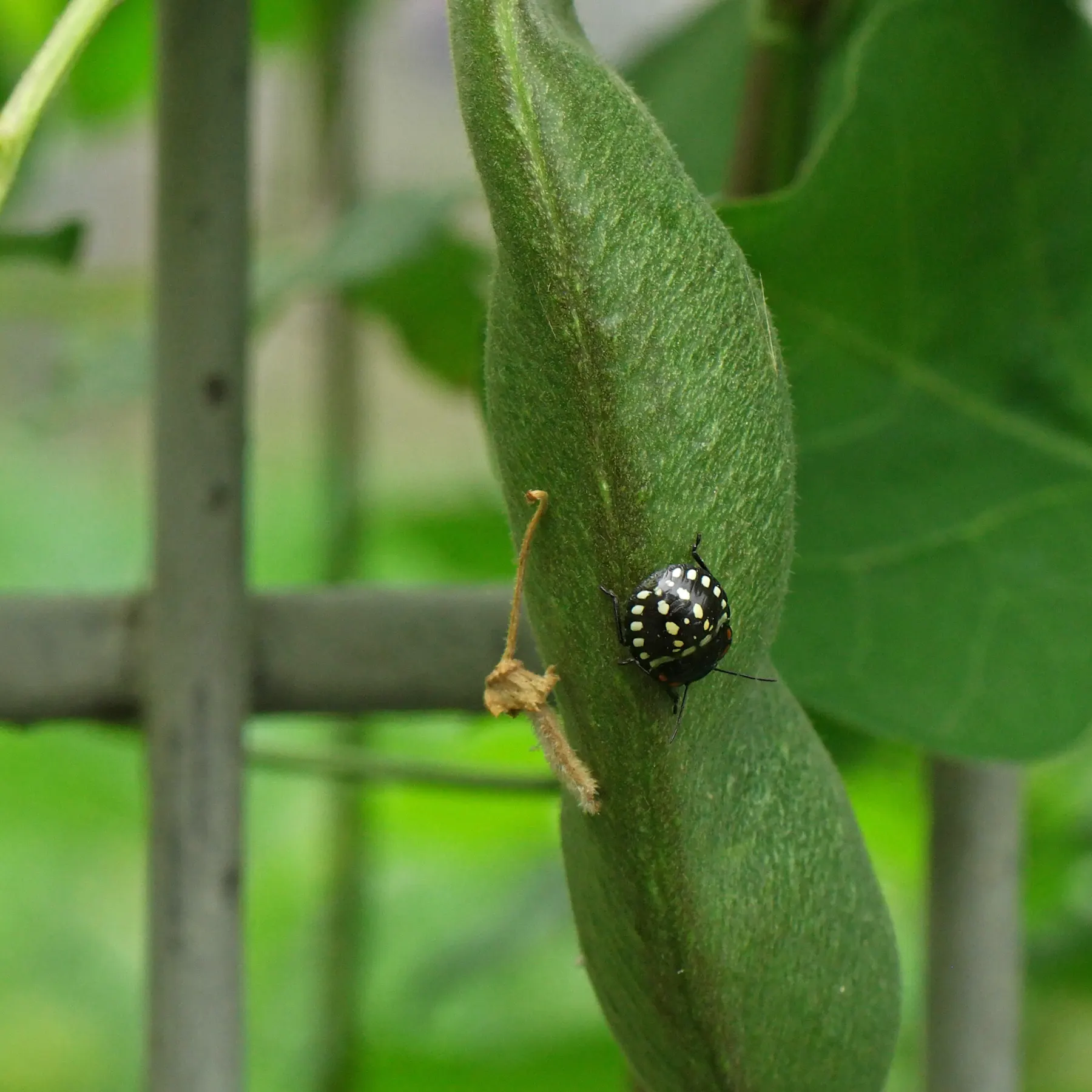 Green Shield Bug on Runner Bean