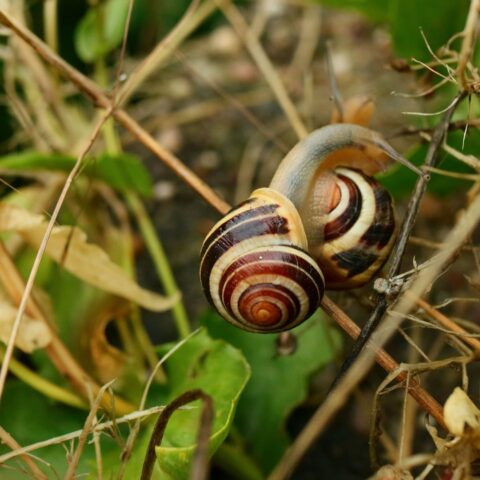 White Lipped Snails