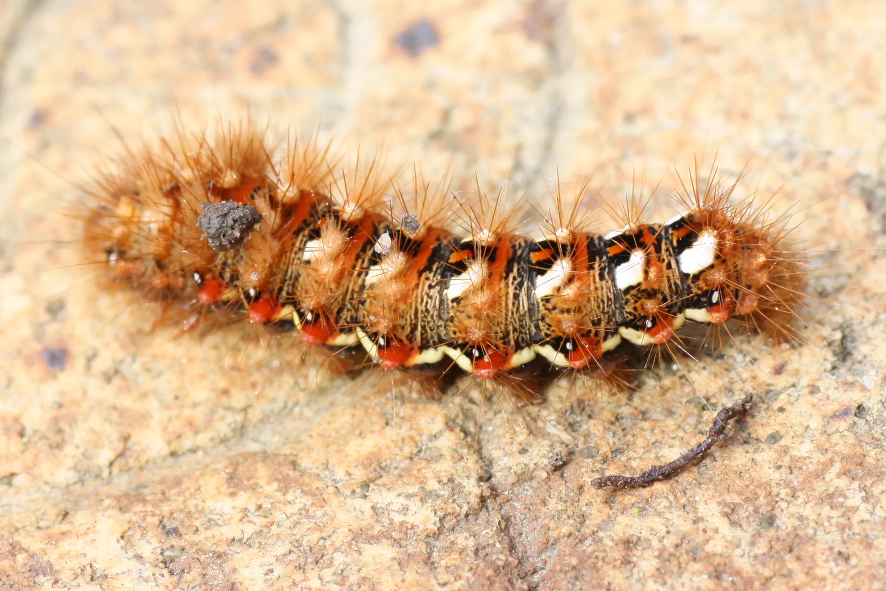 black orange hairy caterpillar