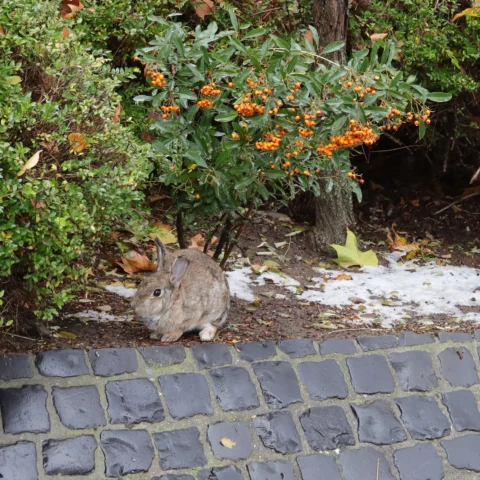 Rabbit in a front garden
