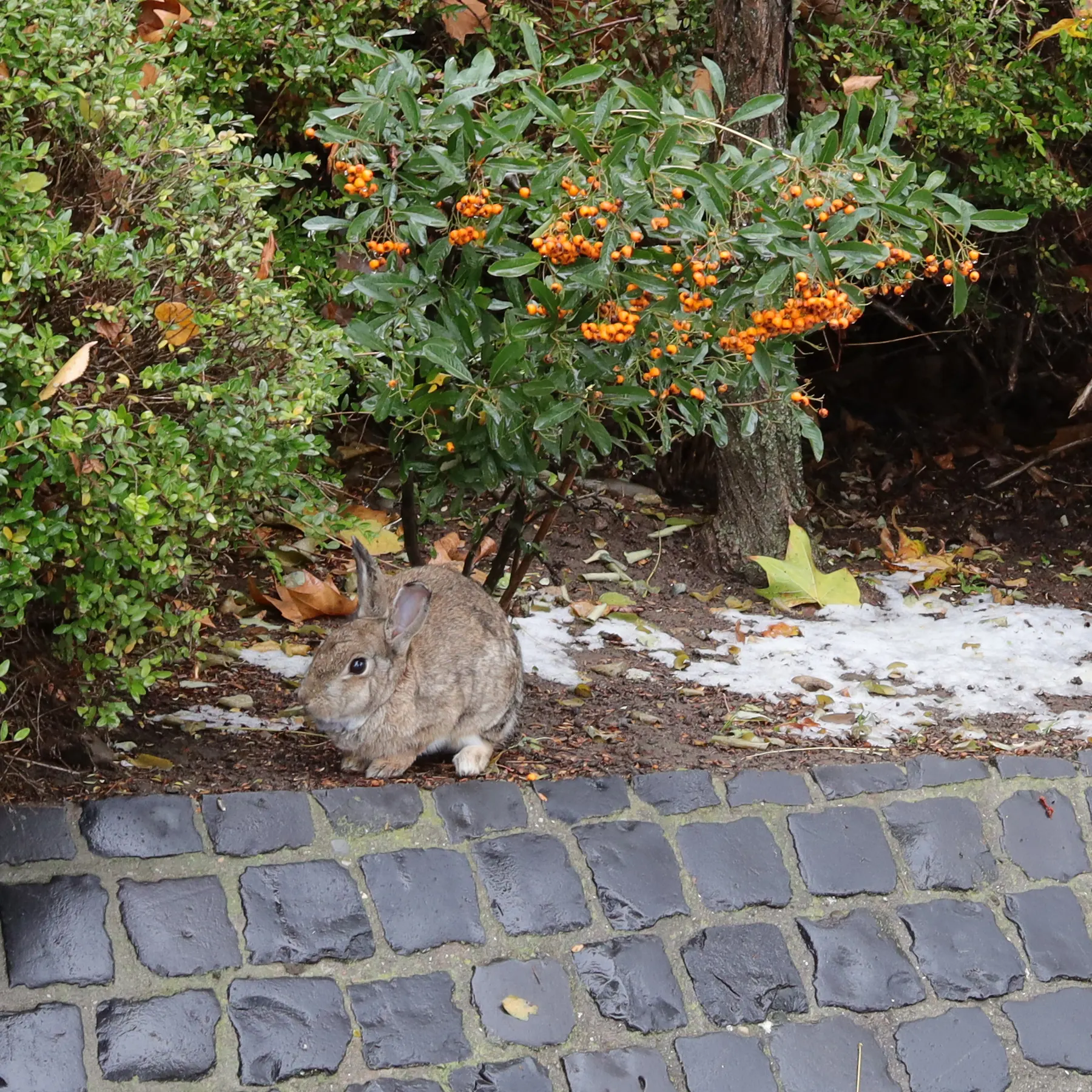 Rabbit in a front garden