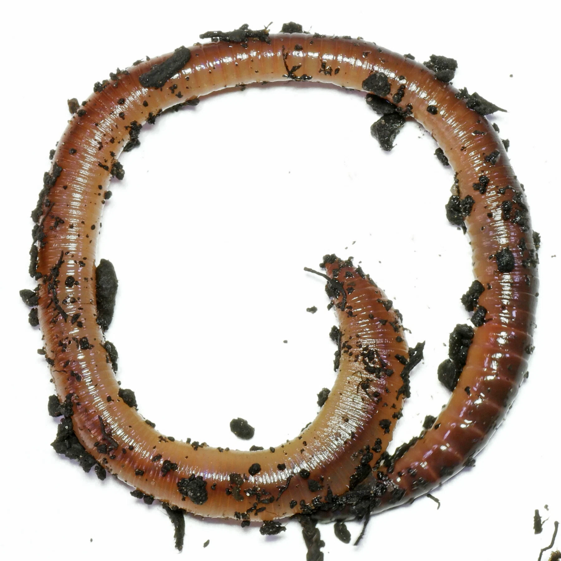 Common Earthworm Lumbricus terrestris