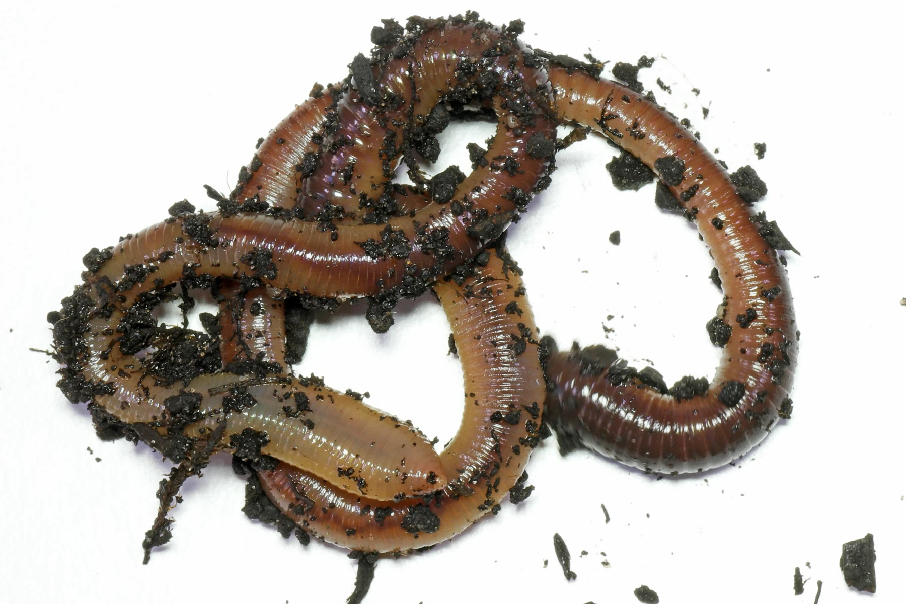 Lob Worms