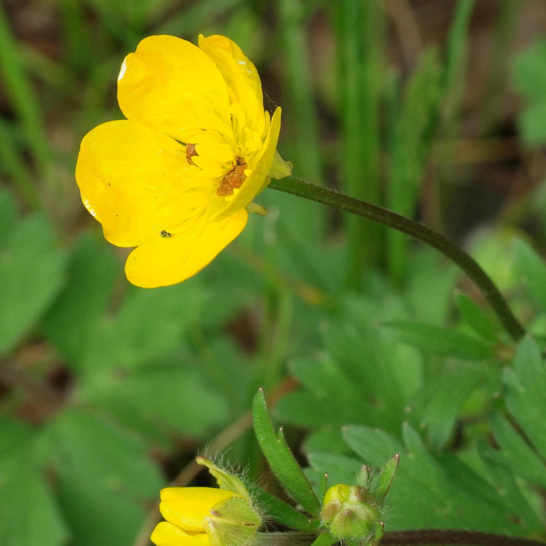 Byturus ochraceus on Buttercup