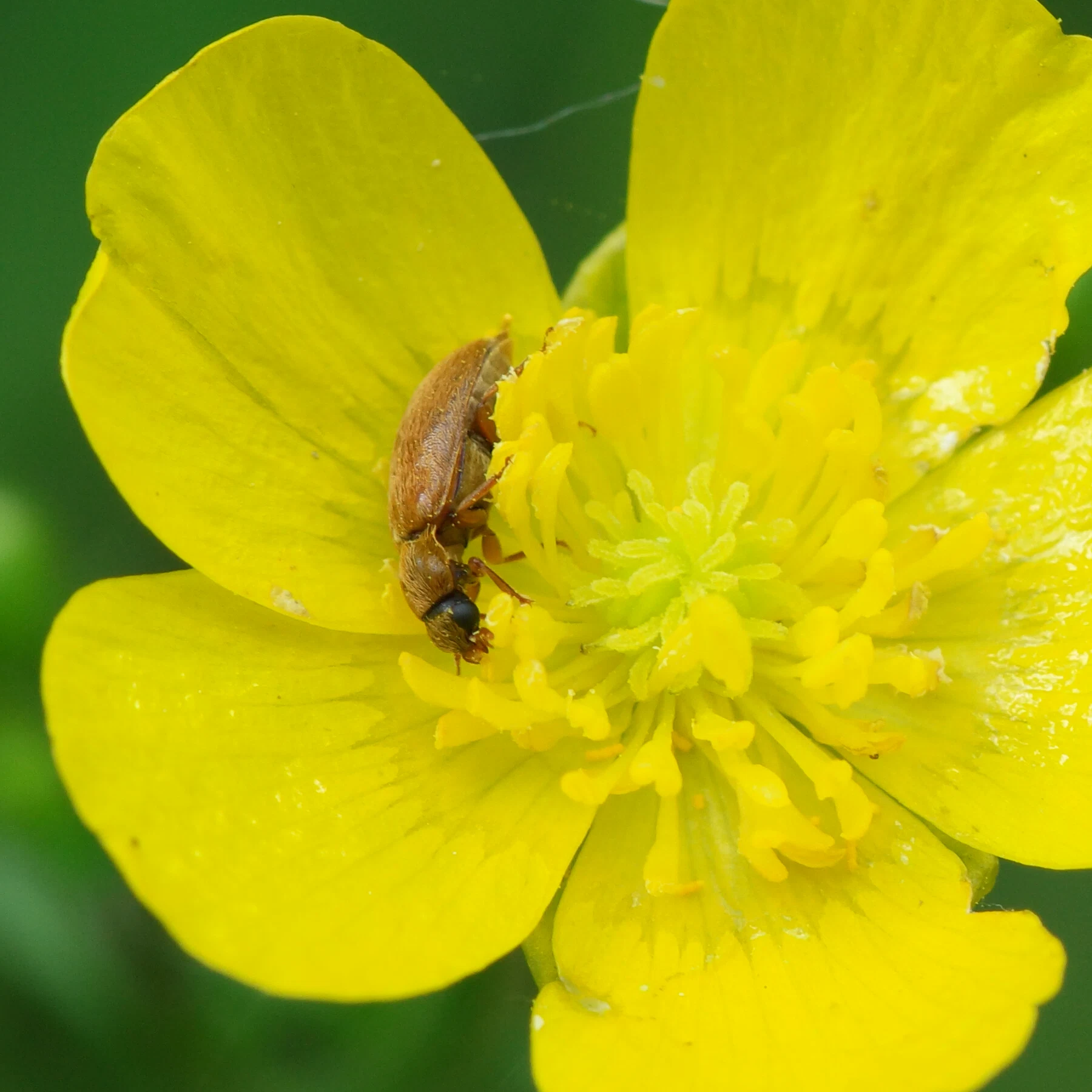 Wood Avens Beetle