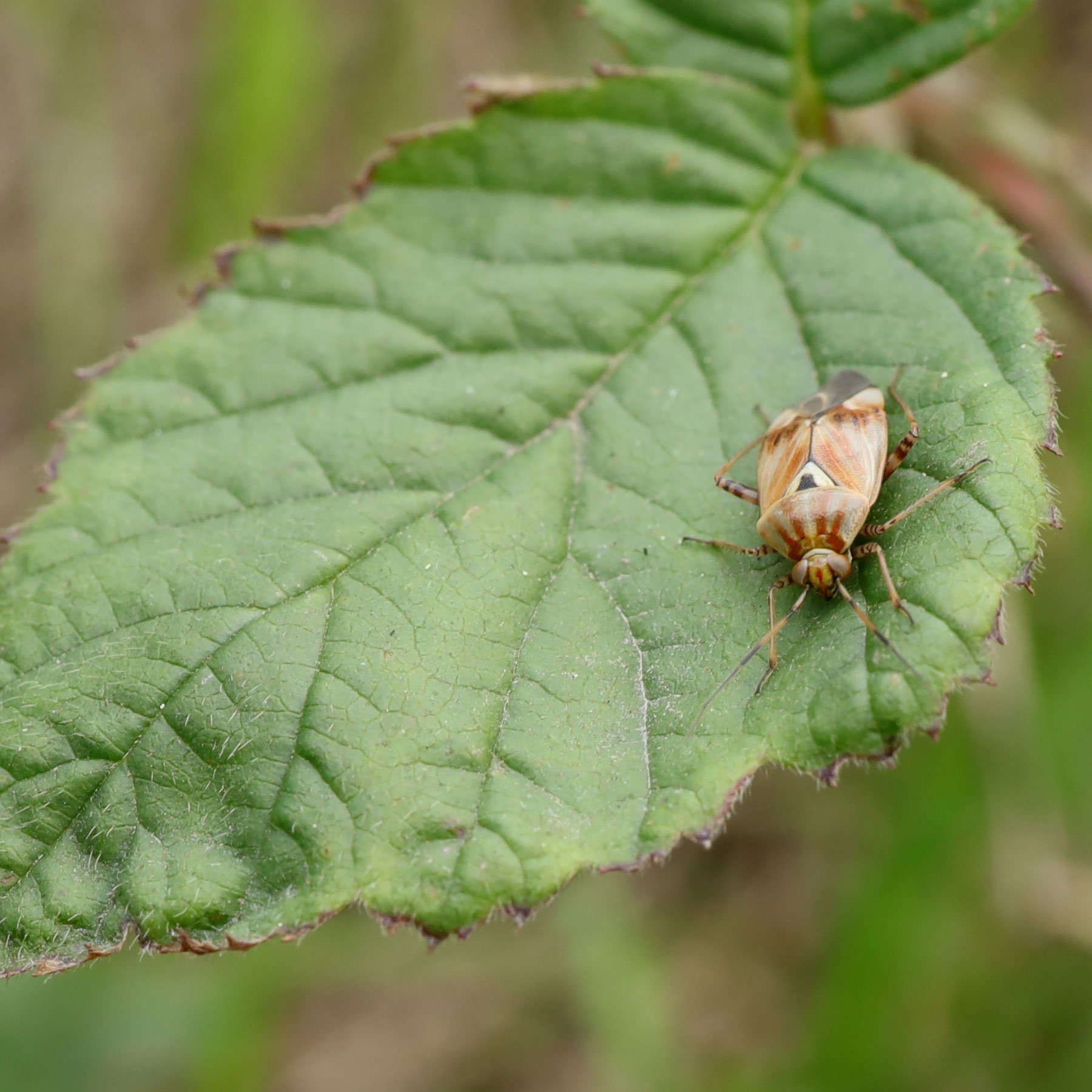 Bug on blackberry leaf