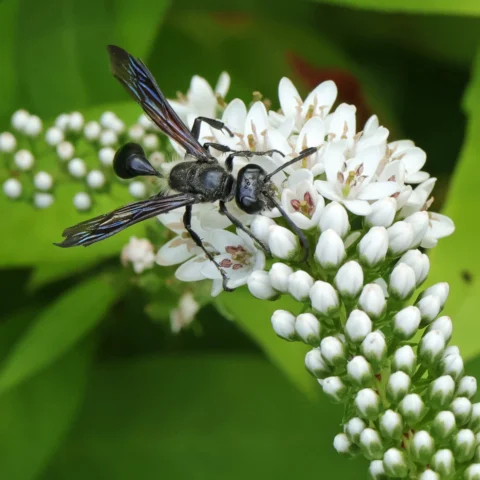 Mexican grass carrying wasp Isodontia mexicana