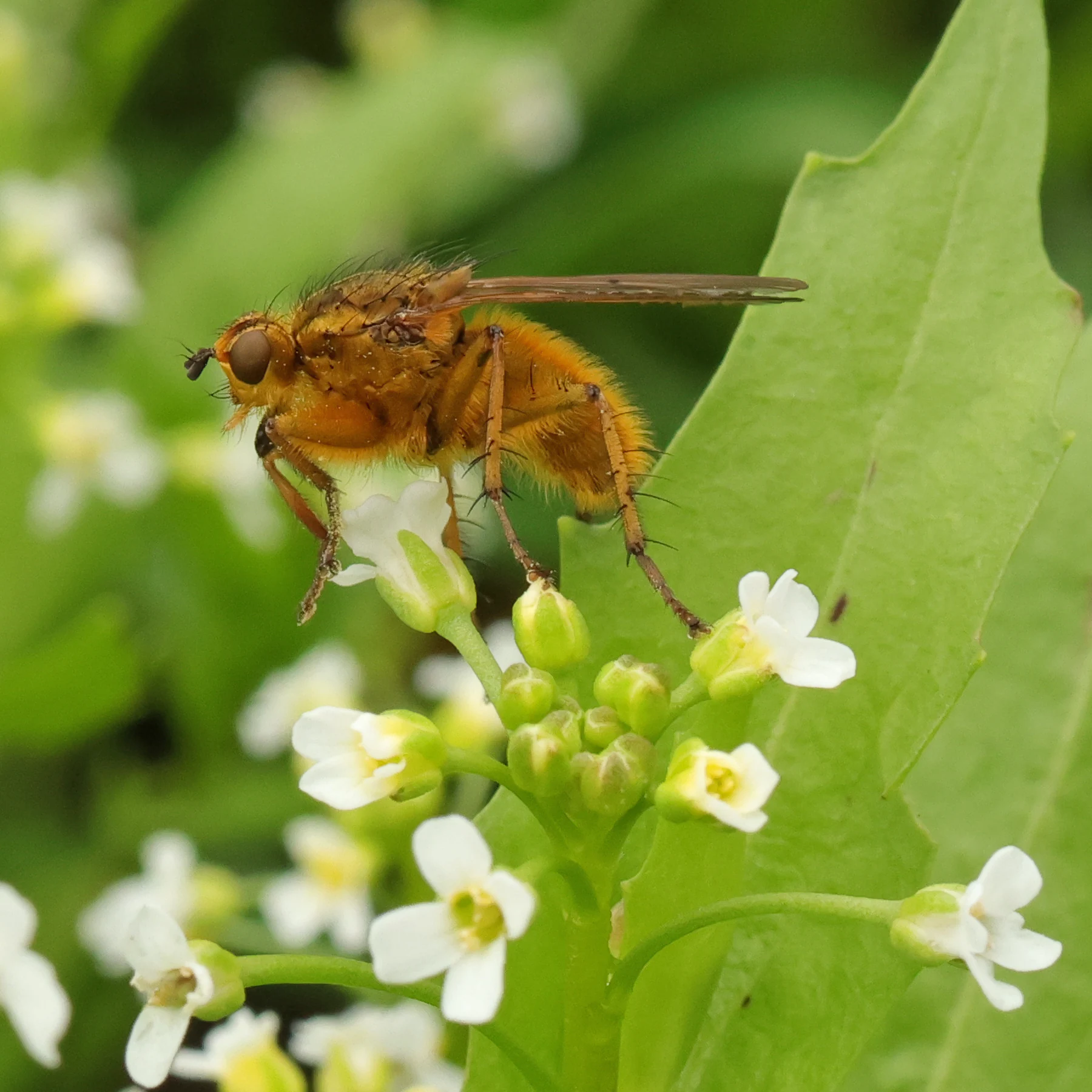 Yellow Dung Fly Scathophaga stercoraria