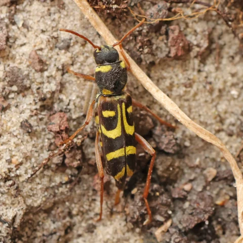 Clytus arietis wasp beetle