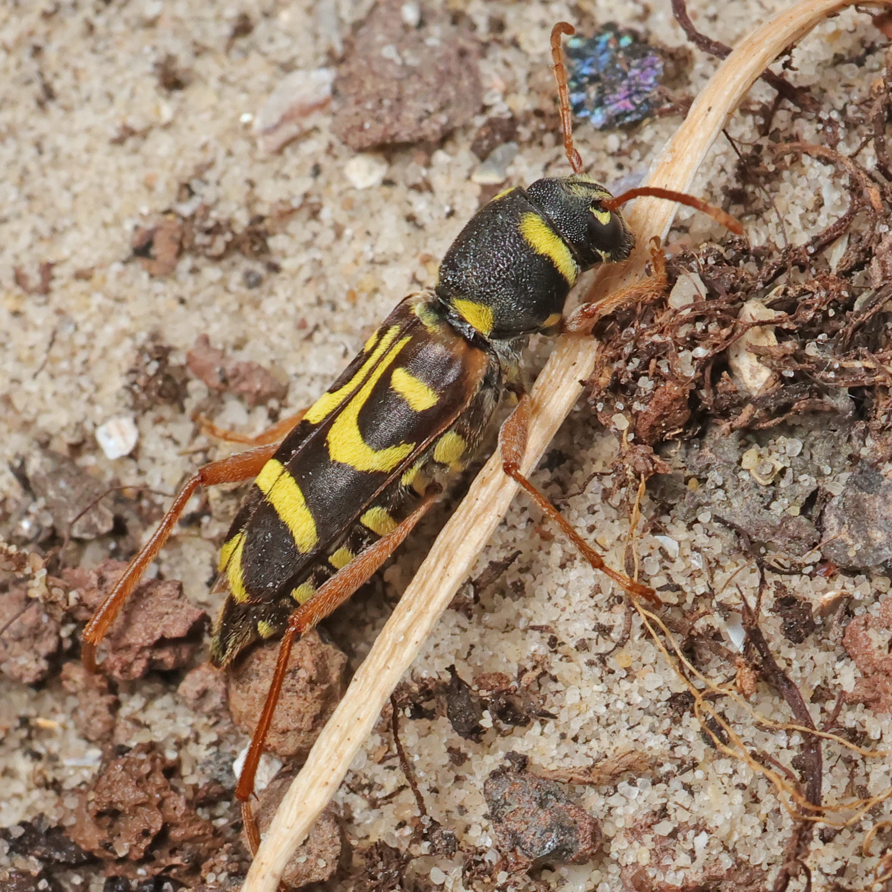 Clytus arietis
