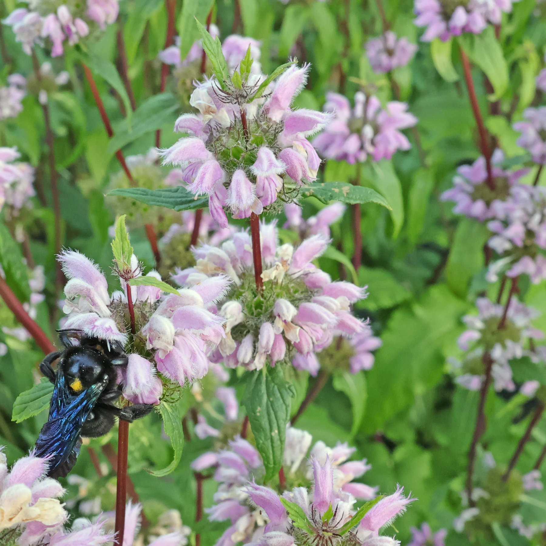 Phlomoides tuberosa & Xylocopa violacea