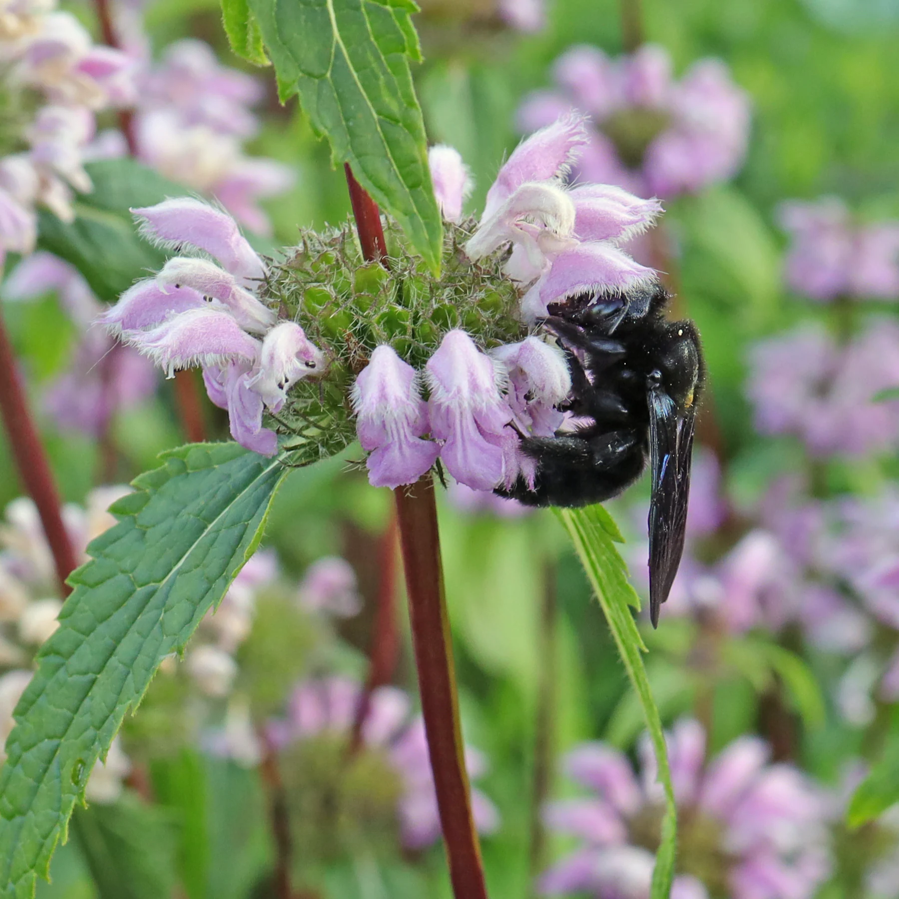 violet carpenter bee on sage leaf mullein