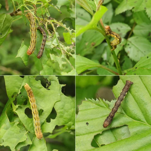 Erannis defoliaria mottled umber