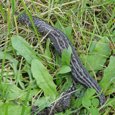 Leopard slug Limax maximus