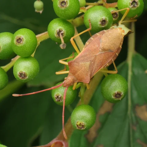 Box Bug Gonocerus acuteangulatus