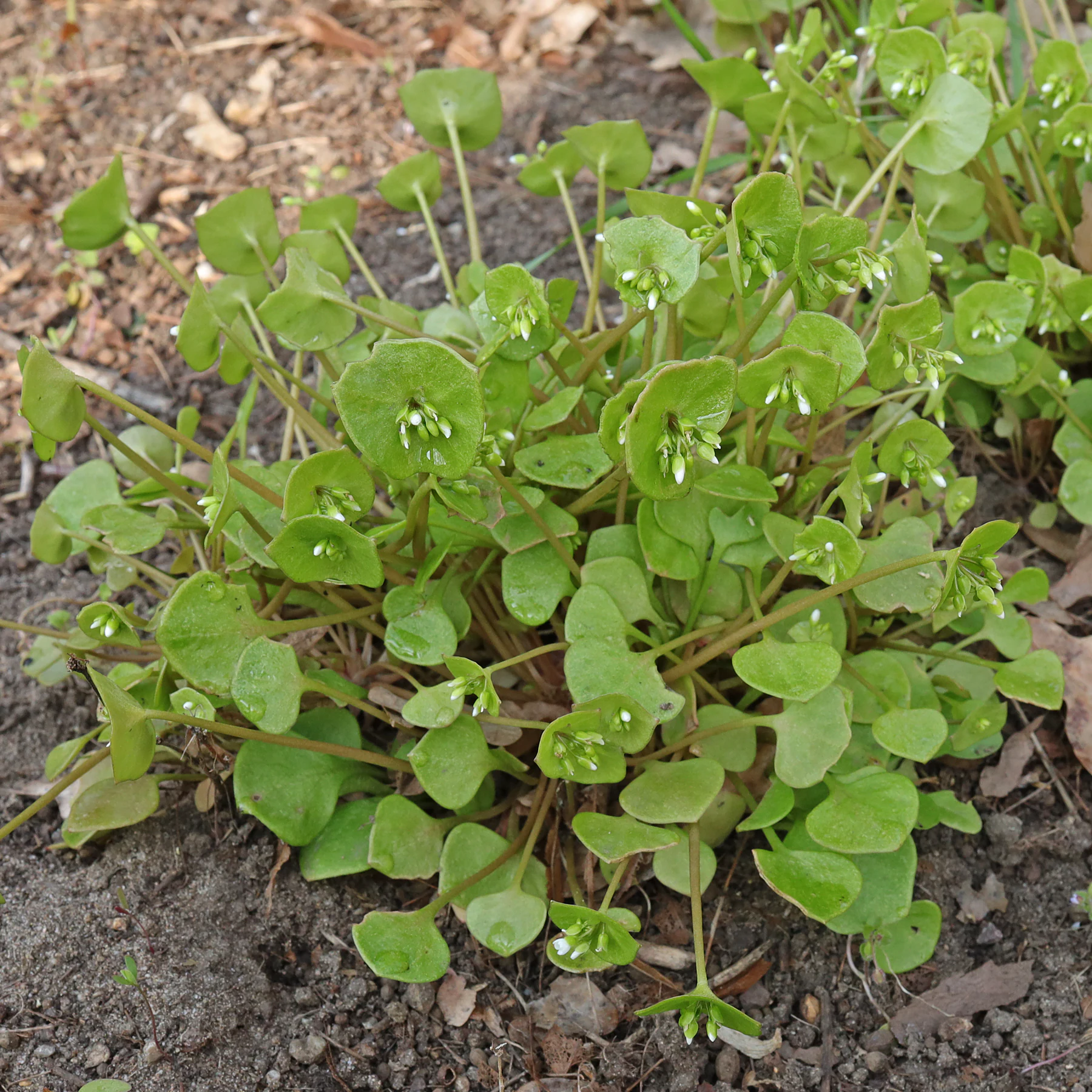 Miners lettuce habitus