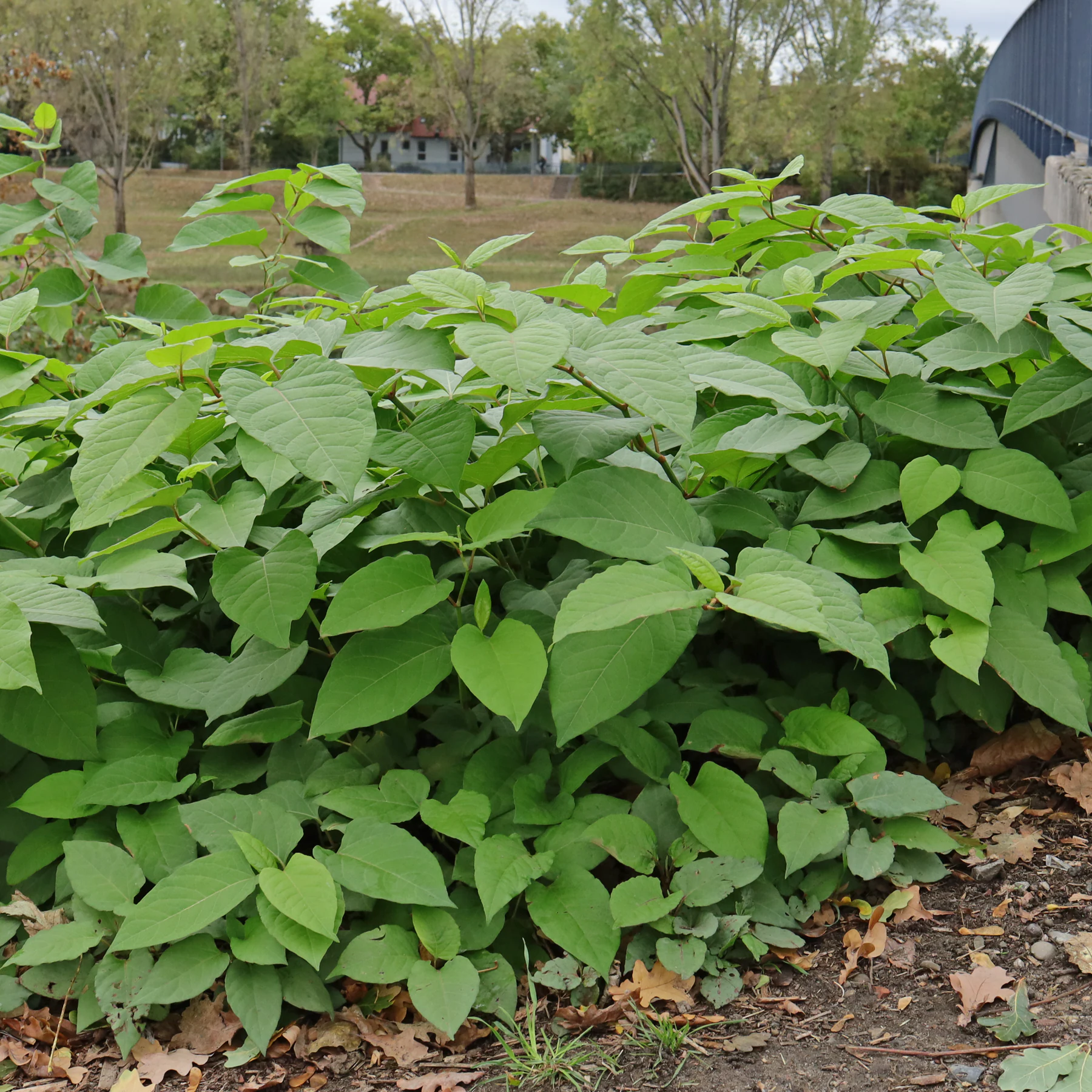 Reynoutria japonica wayside