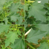 leaves Datura stramonium