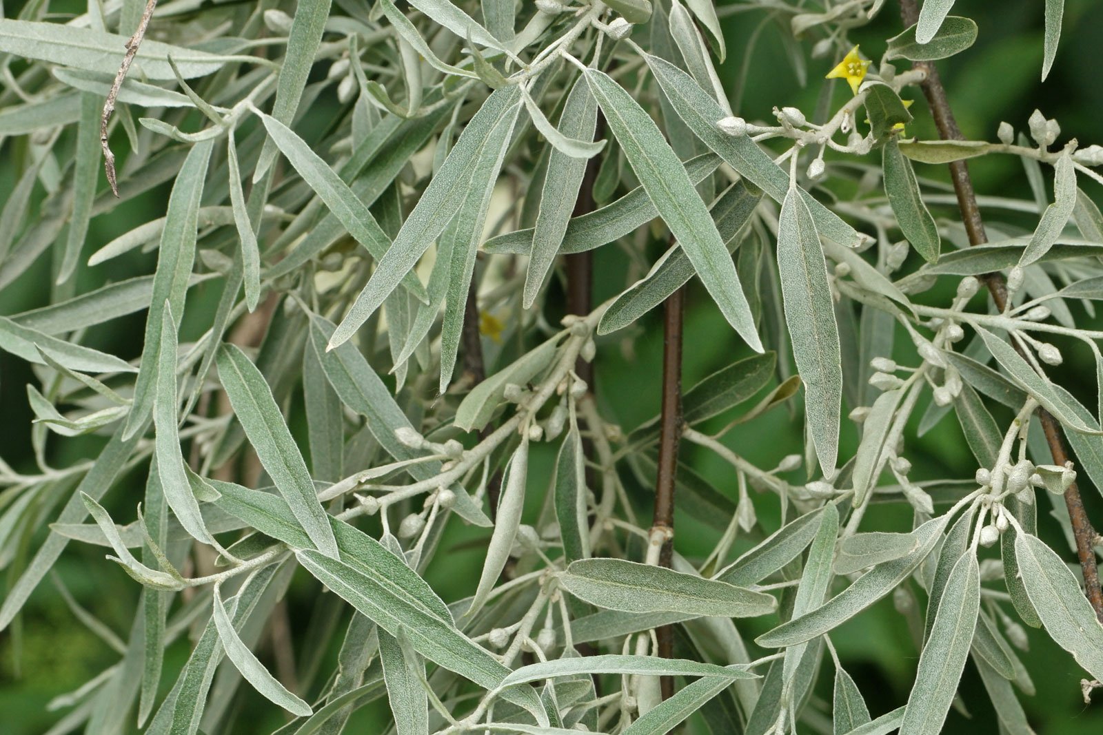 Elaeagnus angustifolia 6