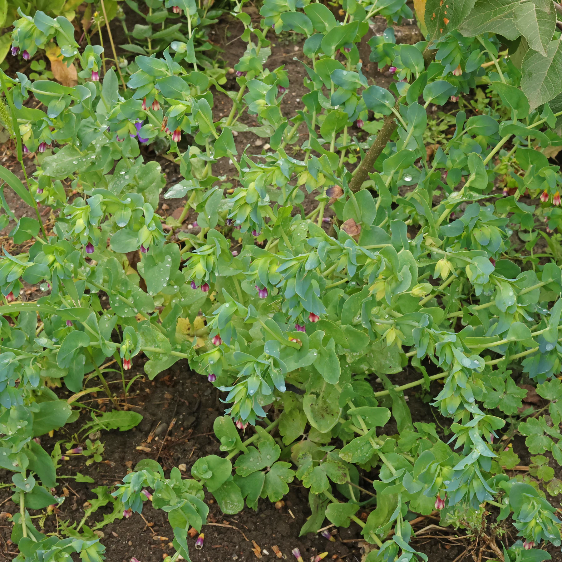 Cerinthe major