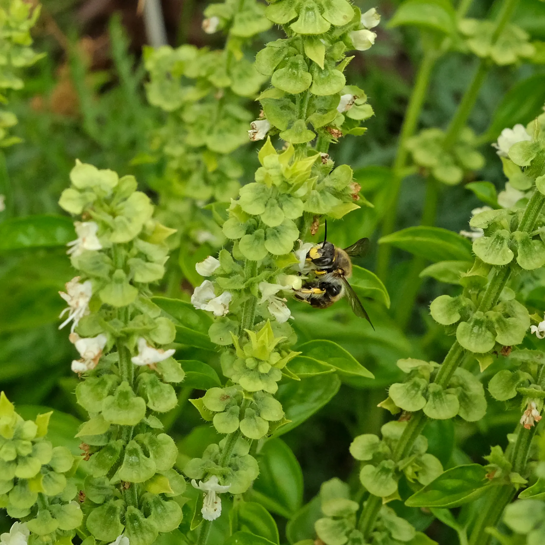 A bee pollinates Genovese basil